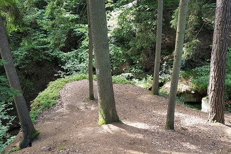 Baumplateau &ndash; (16.07.2019, S. Dassler &copy;&nbsp;VGN GmbH)