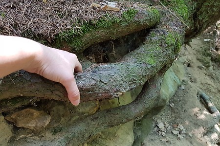 Festhalten am Naturgeländer &ndash; (16.07.2019, S. Dassler &copy;&nbsp;VGN GmbH)