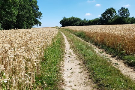 Freie Flur &ndash; (16.07.2019, S. Dassler &copy;&nbsp;VGN GmbH)