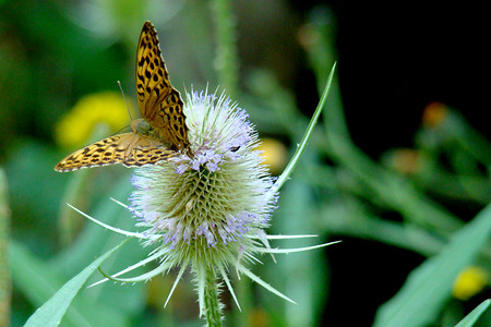 Schmetterling &ndash; (28.07.2008, VGN)