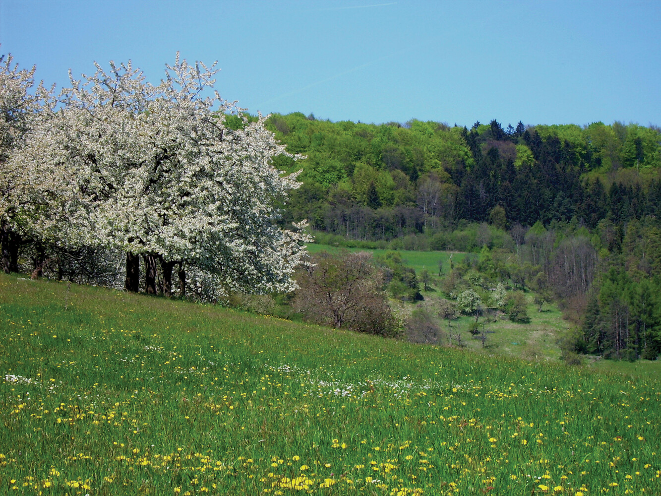 Kirschblüte &ndash;  (VGN &copy;&nbsp;VGN GmbH)