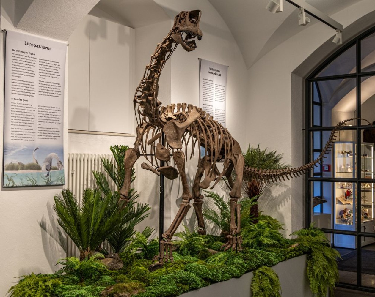 Das Europasaurus Skelett im Naturkundemuseum Bamberg &ndash;  (Dr. Oliver Wings &copy;&nbsp;Naturkundemuseum Bamberg)