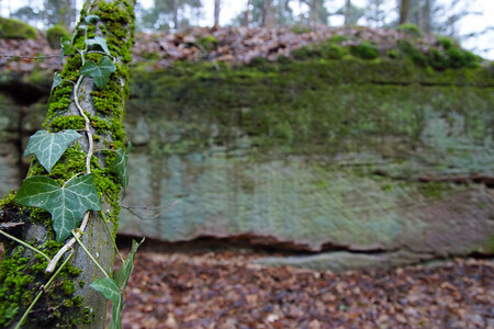 Efeu und Felsen im Steinbrüchlein &ndash; (VGN &copy;&nbsp;VGN GmbH)
