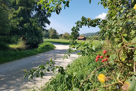 Herbstliches am Wegesrand &ndash; (14.09.2019, S. Dassler &copy;&nbsp;VGN GmbH)
