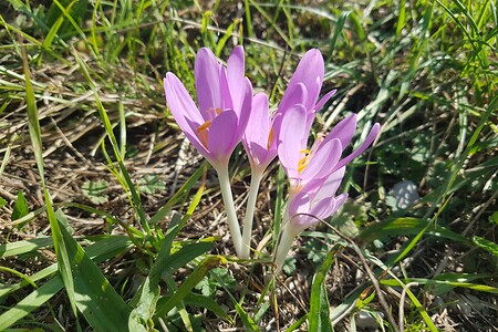 Blumen am Weg &ndash; (14.09.2019, S. Dassler &copy;&nbsp;VGN GmbH)