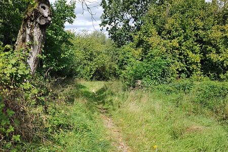 Wiesenweg &ndash; (14.09.2019, S. Dassler &copy;&nbsp;VGN GmbH)