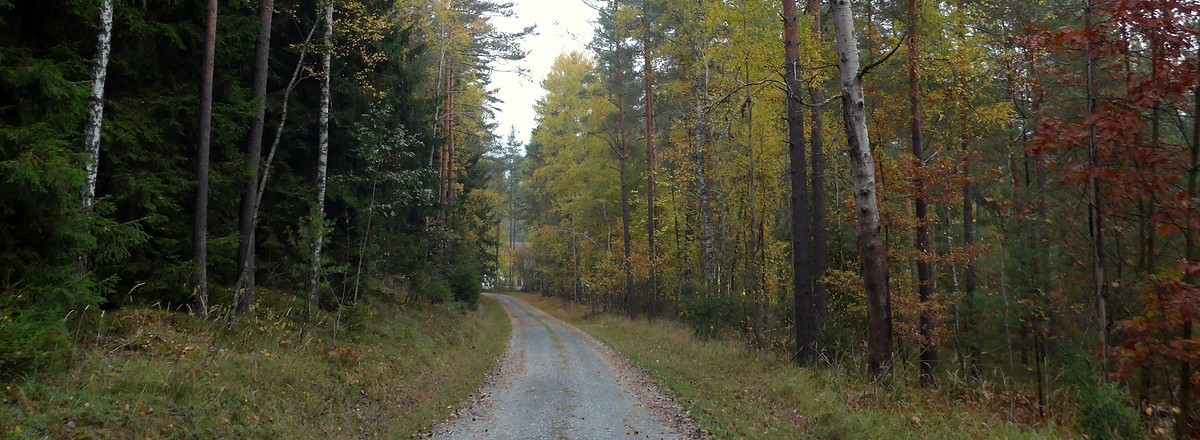 Durch den Wald &ndash;  (21.10.2018, G. Härer &copy;&nbsp;VGN GmbH)