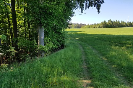 Weg &ndash; (18.05.2020, S. Dassler &copy;&nbsp;VGN GmbH)