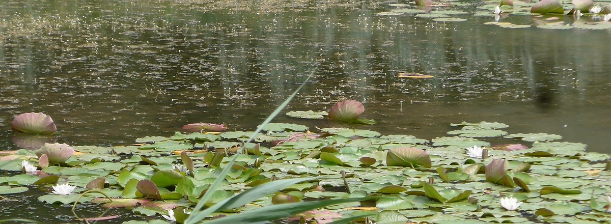 Seerosen &ndash;  (18.02.2019, Gertrud Härer &copy;&nbsp;Gertrud Härer)
