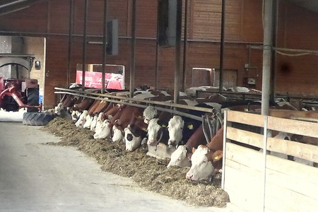 Blick in den Kuhstall &ndash; (14.10.2018, G. Härer &copy;&nbsp;VGN GmbH)
