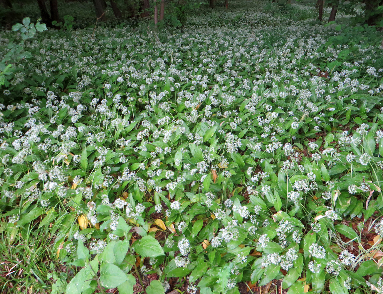 Bärlauchfeld &ndash;  (29.09.2015, VGN &copy;&nbsp;VGN GmbH)
