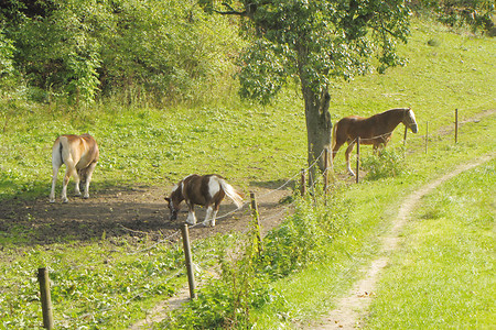 Ponys &ndash; (VGN &copy;&nbsp;VGN GmbH)