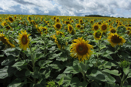 Sonnenblumen &ndash; (14.07.2012, Rück &copy;&nbsp;Rück)