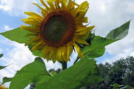 Sonnenblume &ndash; (14.07.2012, Rück &copy;&nbsp;Rück)