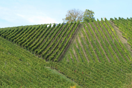 Weinberge &ndash; (10.10.2012, Rück)