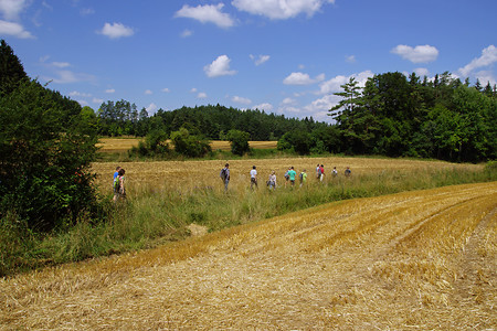 Unterwegs durch Kornfelder &ndash; (24.07.2014, VGN &copy;&nbsp;VGN GmbH)