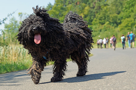 Mit Hund unterwegs &ndash; (24.07.2014, VGN &copy;&nbsp;VGN GmbH)