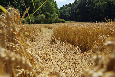 Kornfeld am Wegrand &ndash; (24.07.2014, VGN &copy;&nbsp;VGN GmbH)