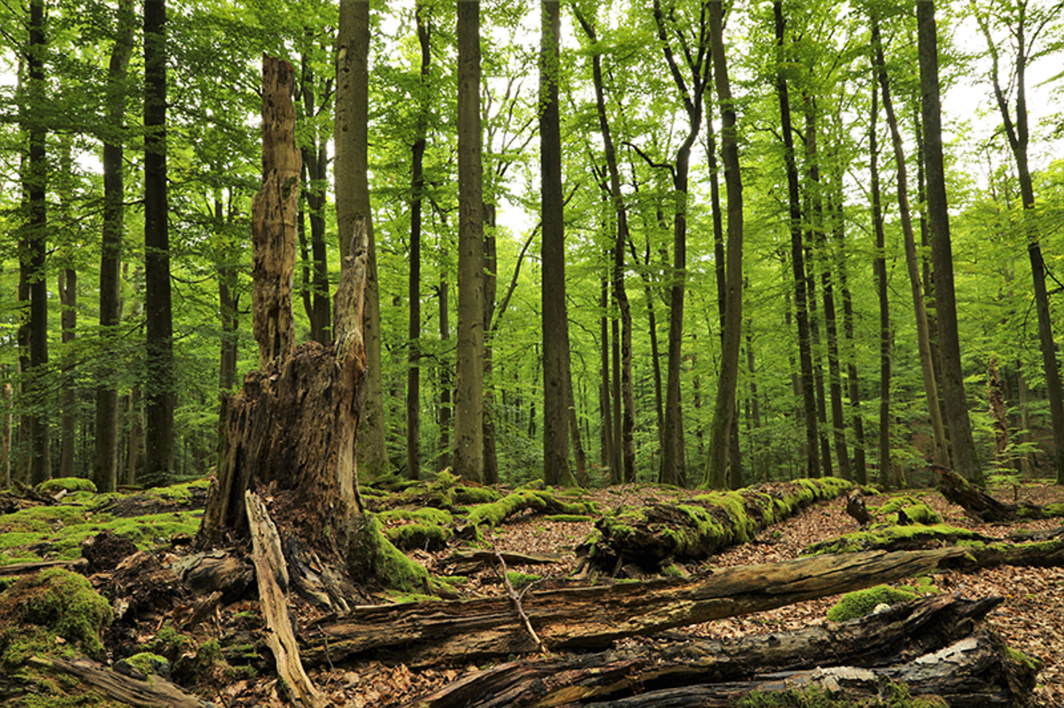 Tiefer Einblick &ndash; Buchenwald im Steigerwald  (&copy;&nbsp;Paul Malec)