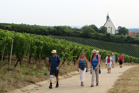 Zwischen den Weinlagen &ndash; (03.09.2016, VGN &copy;&nbsp;VGN GmbH)