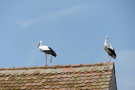 Storchenparadies &ndash; (17.07.2013, VGN &copy;&nbsp;VGN GmbH)