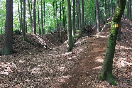 Waldweg zur Steinernen Rinne &ndash; (04.08.2019, S. Dassler &copy;&nbsp;VGN GmbH)
