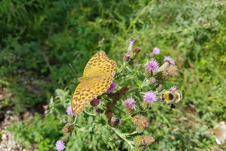 Schmetterling am Wegesrand &ndash; (04.08.2019, S. Dassler &copy;&nbsp;VGN GmbH)
