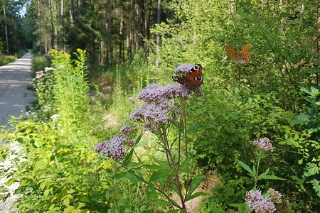 Schmetterling &ndash; (04.08.2019, S. Dassler &copy;&nbsp;VGN GmbH)