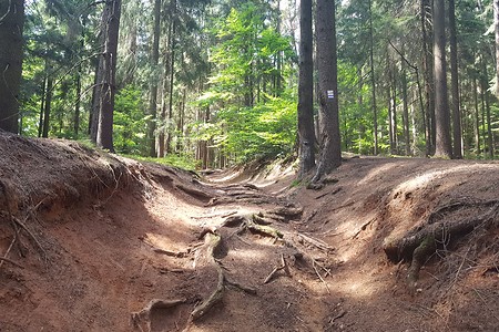 Weg hinauf über Wurzelpfade &ndash; (04.08.2019, S. Dassler &copy;&nbsp;VGN GmbH)