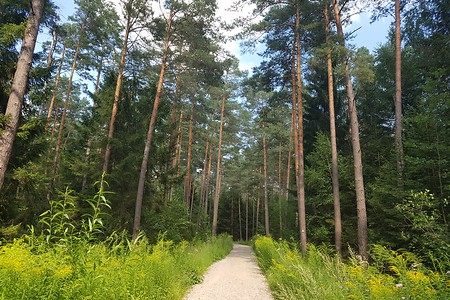 Waldweg nach Lauf &ndash; (04.08.2019, S. Dassler &copy;&nbsp;VGN GmbH)