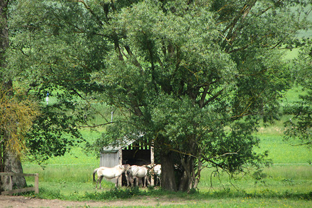 Wildpferde &ndash; (Rück &copy;&nbsp;Rück)