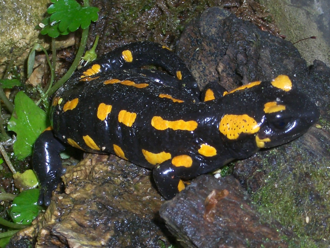 Feuersalamander &ndash;  (Naturhistorische Gesellschaft &copy;&nbsp;Naturhistorische Gesellschaft)
