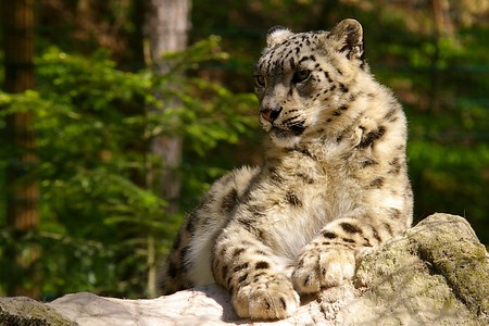 Schneeleopard &ndash; (Tiergarten Nürnberg &copy;&nbsp;Tiergarten Nürnberg)