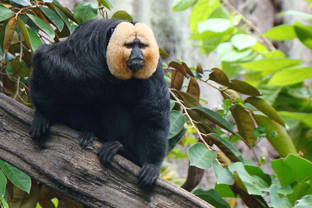 Weißgesichtsaki &ndash; (VGN &copy;&nbsp;VGN GmbH)