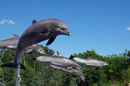 Delfine (Lagune) &ndash; (Mägdefrau &copy;&nbsp;Mägdefrau)