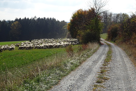 Wanderschäfer Richtung Untersteinach &ndash; (14.10.2018, S. Dassler &copy;&nbsp;VGN GmbH)