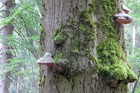 Pilze am Baum &ndash; (14.10.2018, G. Härer &copy;&nbsp;VGN GmbH)