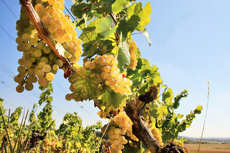 Weinreben &ndash; (17.02.2020, Weinparadies Franken &copy;&nbsp;Weinparadies Franken)