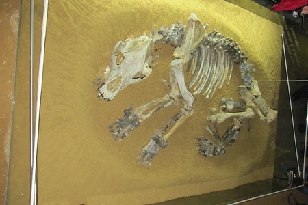 Höhlenbärskelett &ndash; (VGN &copy;&nbsp;VGN GmbH)