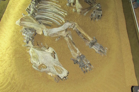 Höhlenbärskelett &ndash; (VGN &copy;&nbsp;VGN GmbH)