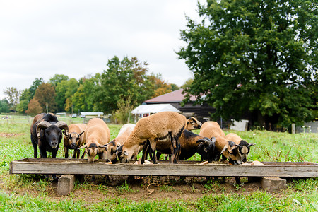 Erlebnisbauernhof Hilpoltstein &ndash; (13.10.2016, Simon Malik &copy;&nbsp;Simon Malik/schreibwerk)