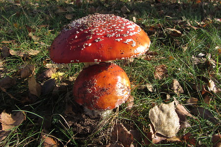 Pilzfund &ndash; (18.05.2016, schreibwerk &copy;&nbsp;schreibwerk)