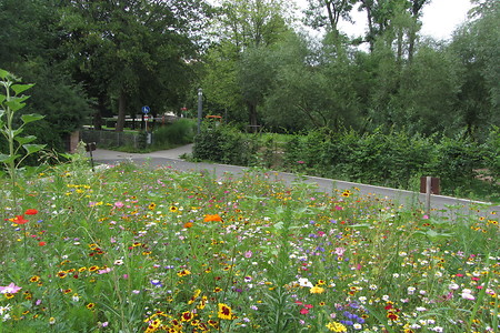 Blumenwiese &ndash; (18.05.2016, schreibwerk &copy;&nbsp;schreibwerk)