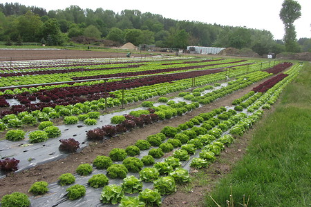 Salatfelder &ndash; (18.05.2016, schreibwerk &copy;&nbsp;schreibwerk)