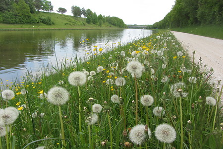 Weg zum Auhof &ndash; (18.05.2016, schreibwerk &copy;&nbsp;schreibwerk)
