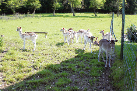 Am Damwild-Gehege &ndash; (VGN &copy;&nbsp;VGN GmbH)