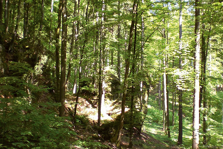 Waldweg &ndash; (VGN &copy;&nbsp;VGN GmbH)