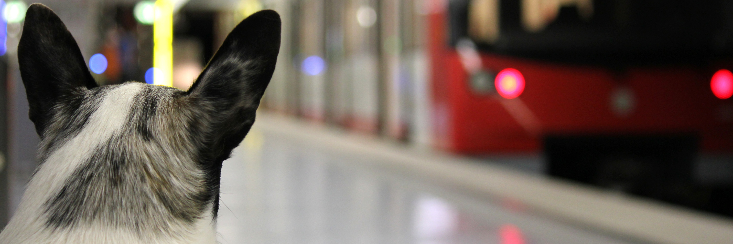 App Ausbildung Mit Hunden