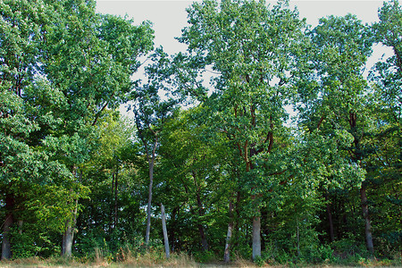Wald &ndash; (15.02.2019, VGN U.Buescher &copy;&nbsp;VGN GmbH)