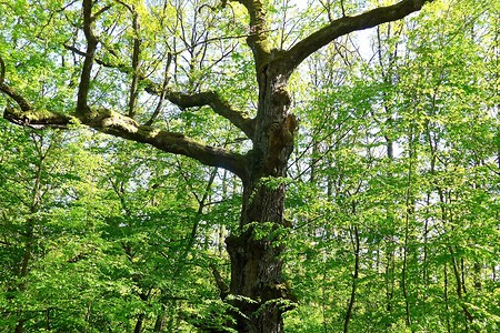 Dicke Eiche &ndash; (23.04.2020, G. Härer &copy;&nbsp;VGN GmbH)